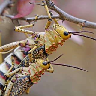 Daan Viljoen - Grasshoppers